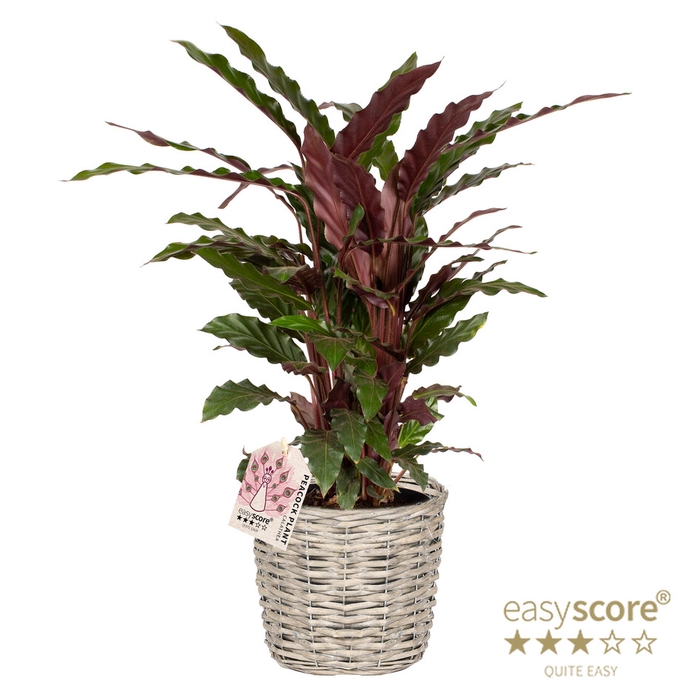 <h4>CALATHEA RUFIBARBA P20</h4>