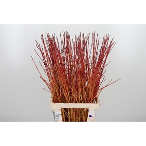 Cornus Sa Winter Bea