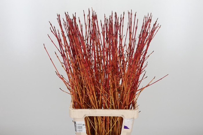 <h4>Cornus Sa Winter Bea</h4>