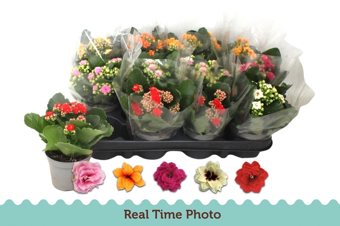 <h4>KAL GE GEM 5 KL</h4>