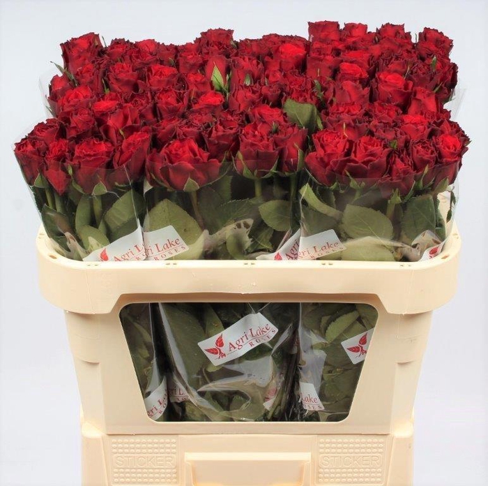 <h4>R GR UPPER CLASS</h4>