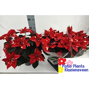 EUPHOR P FANTAS STAR