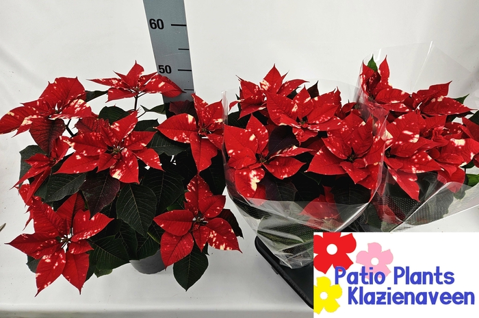 <h4>EUPHOR P FANTAS STAR</h4>