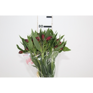 ALSTROEMERIA NAPOLI 080 CM
