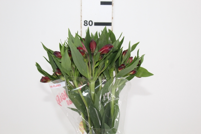 <h4>ALSTROEMERIA NAPOLI 080 CM</h4>