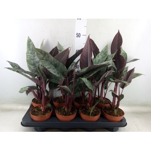 Apoballis acuminatissima