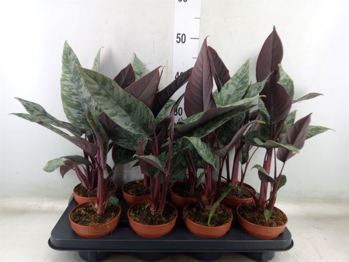 <h4>Apoballis acuminatissima</h4>