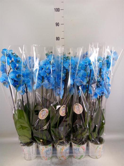 <h4>Phalaenopsis   ...</h4>