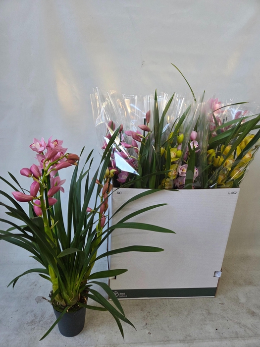 <h4>CYMB GEMENGD</h4>