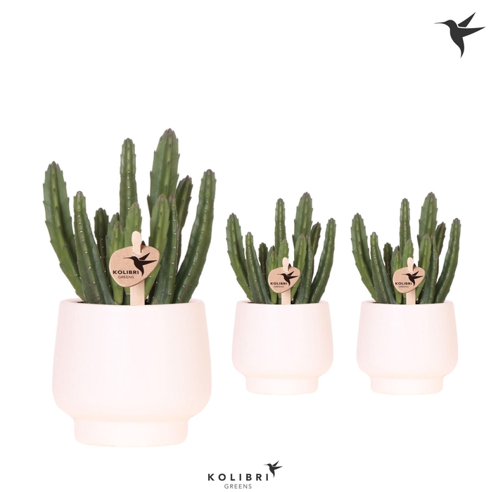 <h4>Kolibri Greens Stapelia Leendertziae in Scandic pot white</h4>