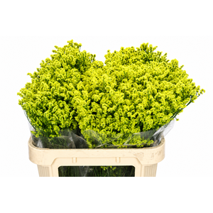Limonium Diamond Yellow