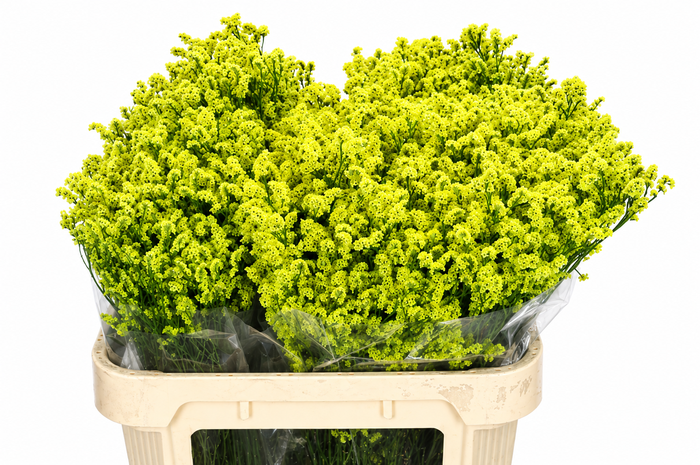 <h4>Limonium Diamond Yellow</h4>