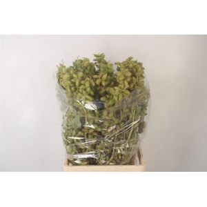 Datura Mini Green Per Bunch