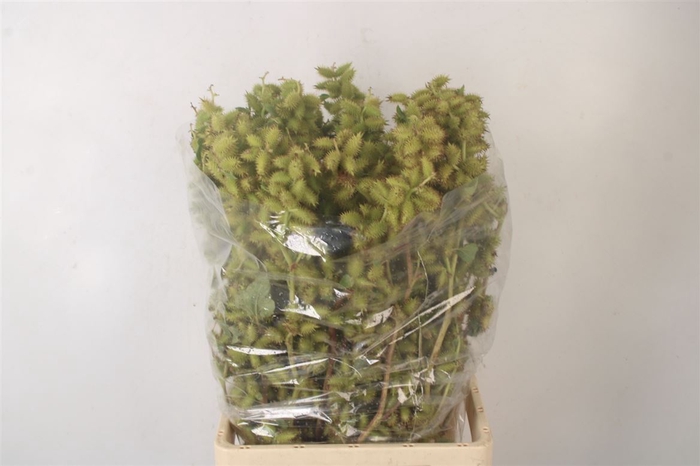<h4>Datura Mini Green Per Bunch</h4>