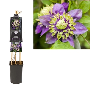 Clematis florida 'Taiga' PBR +3.0 label