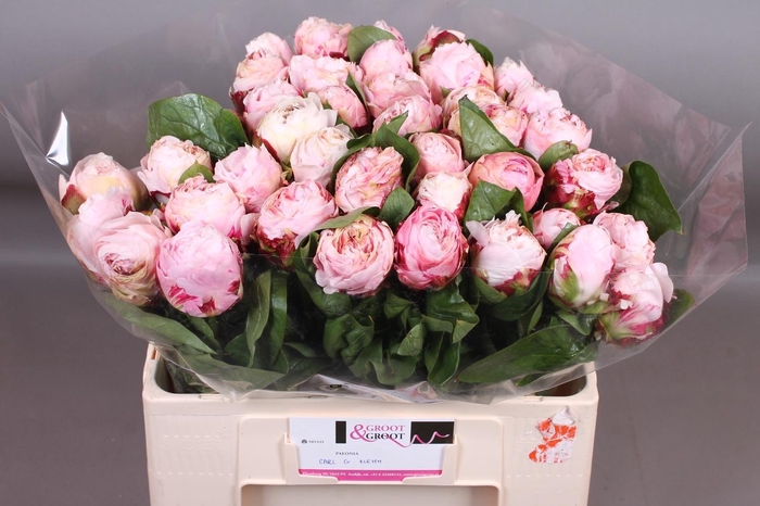 <h4>PAEO L CARL G KLEHM</h4>