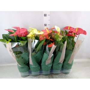 Anthurium   ...mix