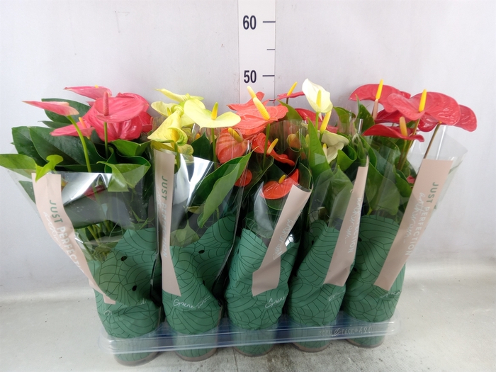 <h4>Anthurium   ...mix</h4>