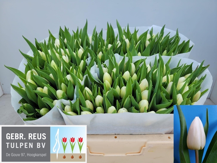 <h4>TU EN WHITE PRINCE</h4>