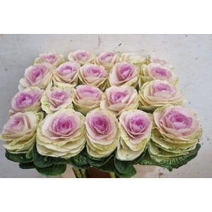 BRASS CRANE BICOLOUR