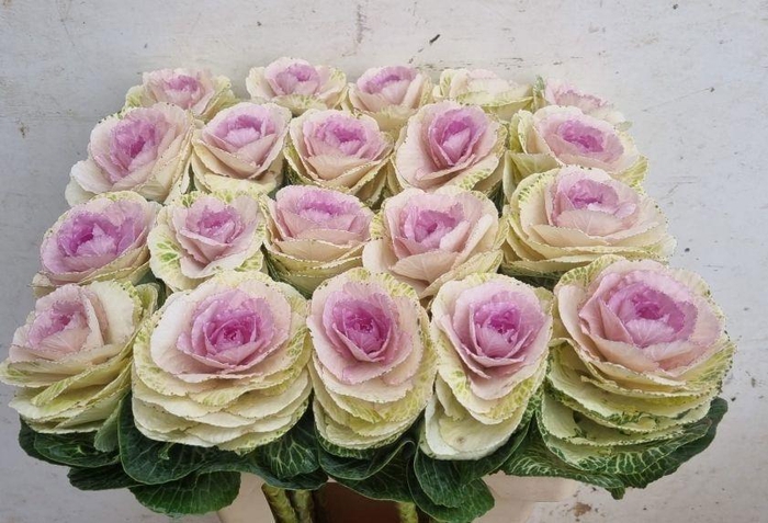 <h4>BRASS CRANE BICOLOUR</h4>