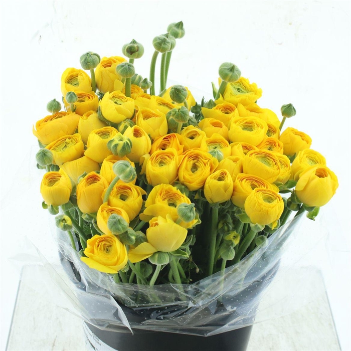 <h4>Ran El Sr Yellow Super</h4>