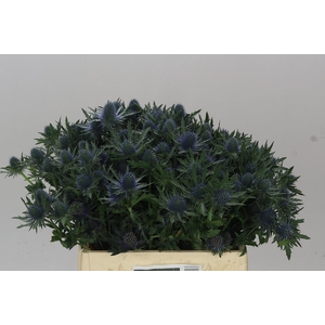 Eryngium Aqua