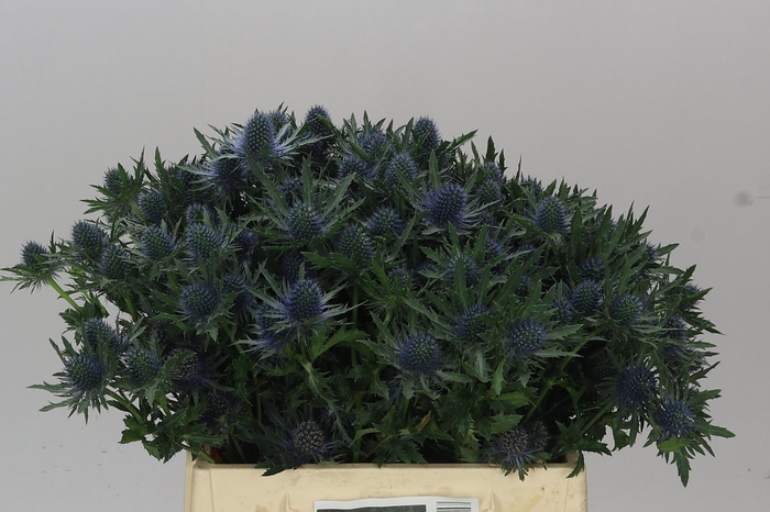 <h4>Eryngium Aqua</h4>
