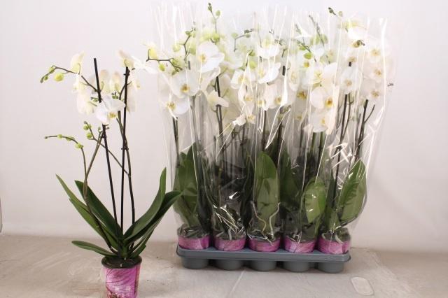 <h4>PHAL OV WIT</h4>