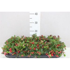 Gaultheria Pro Big Berry