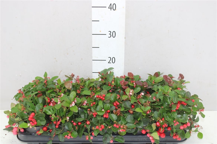 <h4>Gaultheria Pro Big Berry</h4>