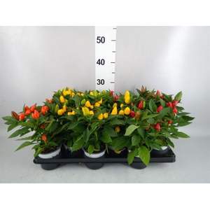 Capsicum annuum 'Samba'   ...mix