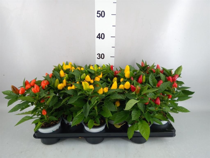 <h4>Capsicum annuum 'Samba'   ...mix</h4>