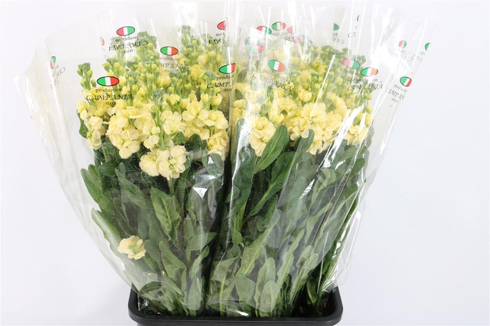 <h4>Matth Ov Cream</h4>