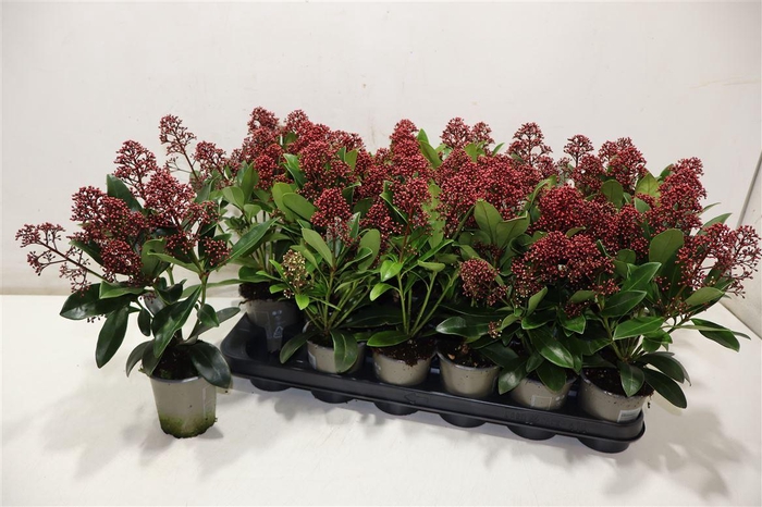 <h4>Skim J Rubella</h4>