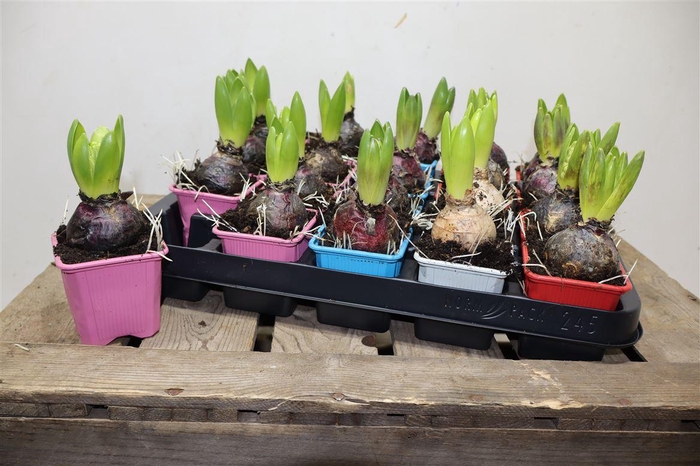 <h4>Hyacin Gem 4 Kl</h4>