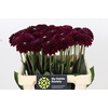 Dahlia Black Fox