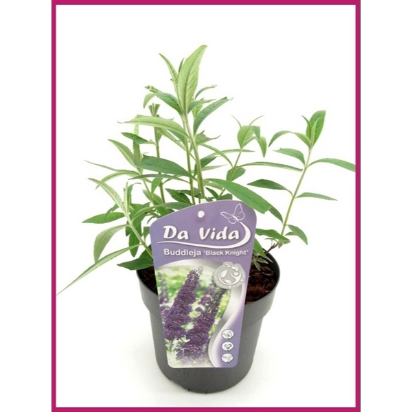 <h4>Buddleja Black Knight</h4>