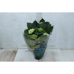 HORTENSIA P15