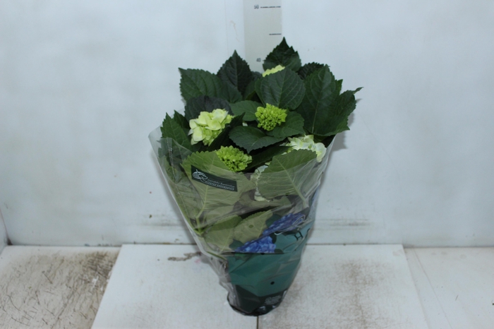 <h4>HORTENSIA P15</h4>