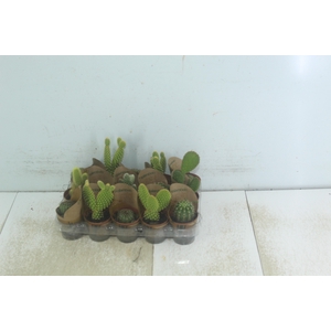 CACTUS MINI P06