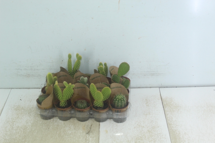 CACTUS MINI P06