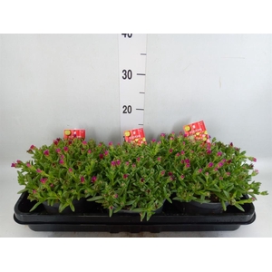 Delosperma coop. 'JewDesert'  ..mix