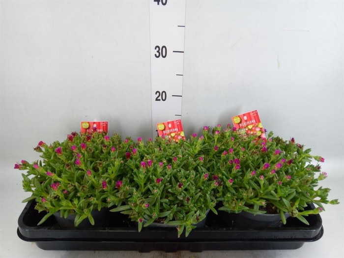 <h4>Delosperma coop. 'JewDesert'  ..mix</h4>