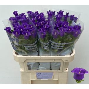 CAMP M CHAMPION BLUE