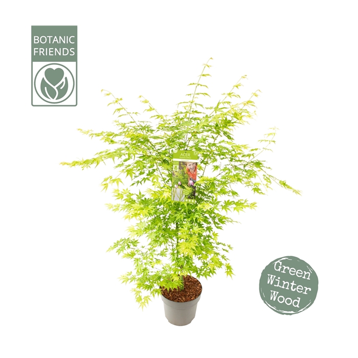 <h4>Acer palm. 'Going Green'®</h4>