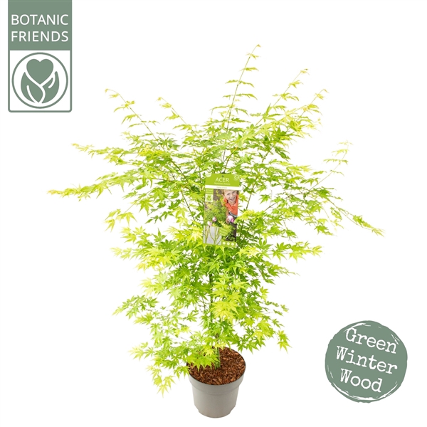 <h4>Acer palm. 'Going Green'®</h4>