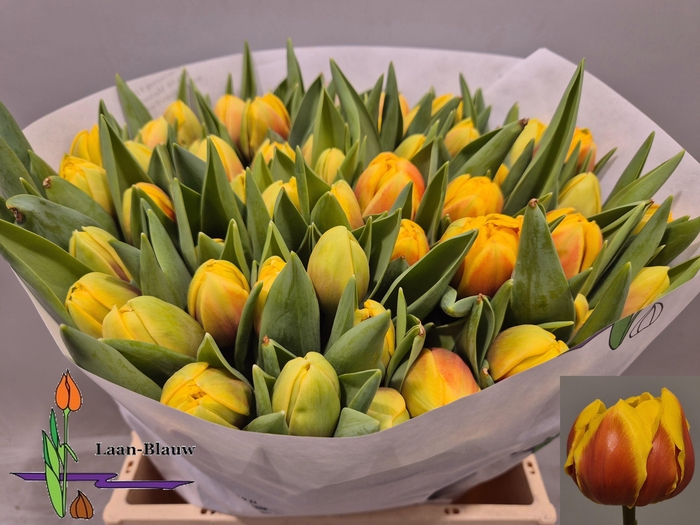 <h4>TU DU VUELTA</h4>