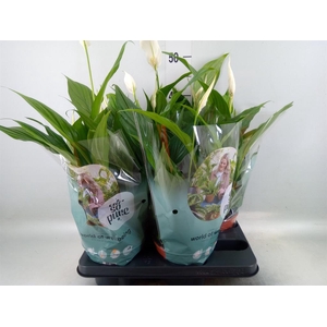 Spathiphyllum  'Pearl Cupido'