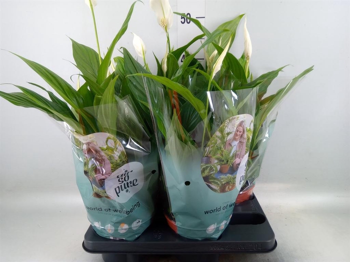 <h4>Spathiphyllum  'Pearl Cupido'</h4>